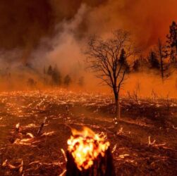 Kebakaran hebat hanguskan hutan di california